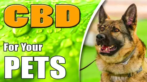CBD-For-Dogs CBD For Cats CBD For Pets