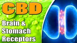 How-CBD-Influences-Brain-and-Stomach-Receptors